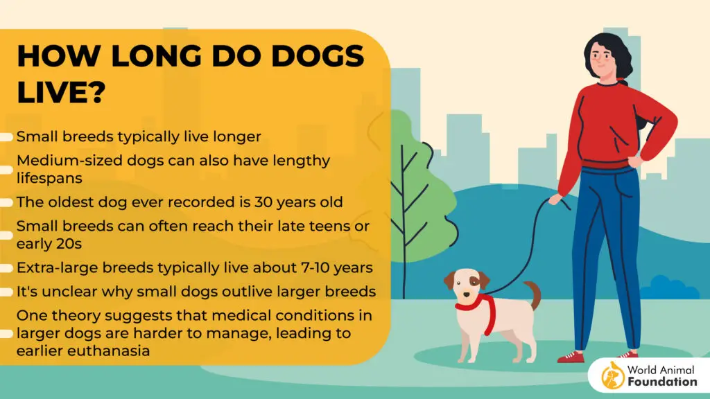 How Long Do Dogs Live