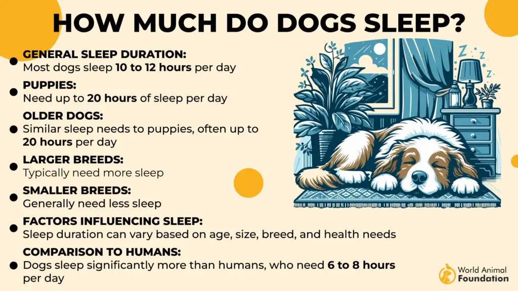 How Much Do Dogs Sleep