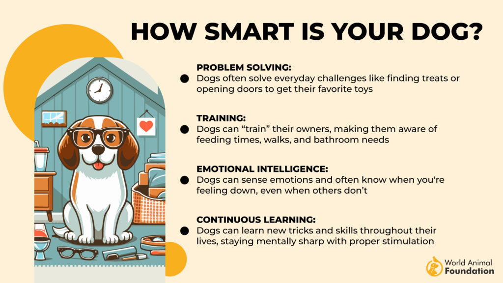 How Smart Is Your Dog