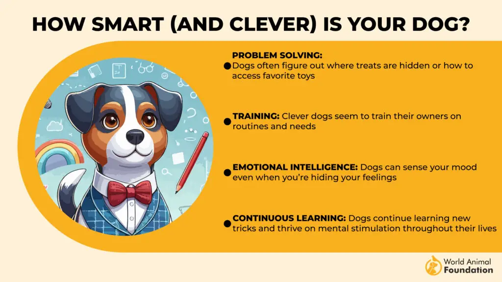 How SmartIs Your Dog