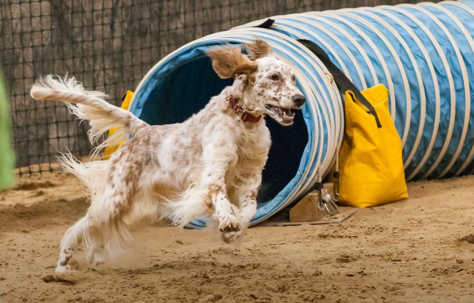 english setter orange
