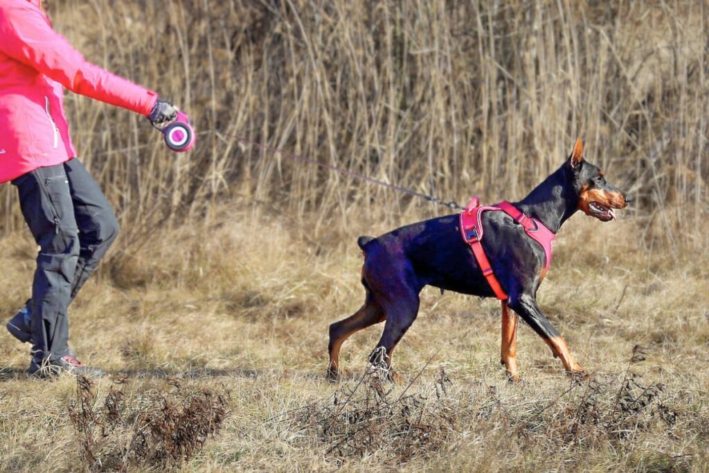 are doberman high energy
