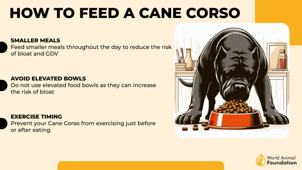 How to Feed a Cane Corso