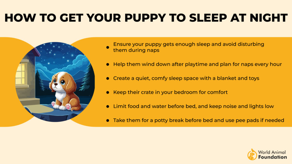 How to Get Your Puppy to Sleep at Night