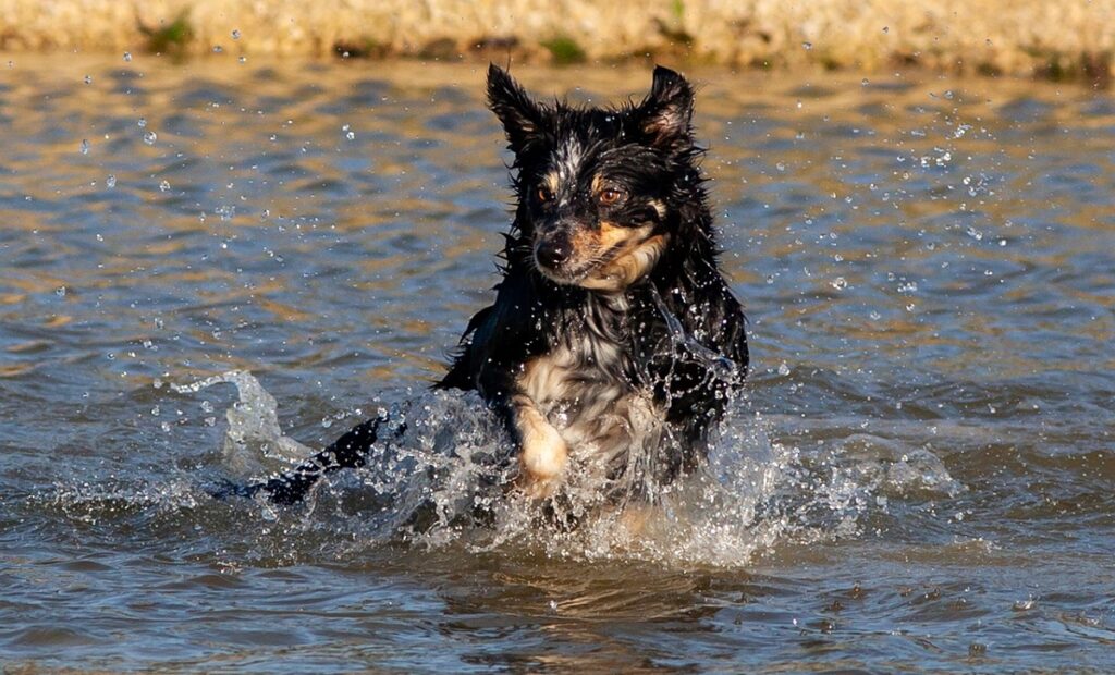 keeping dog cool in summer
