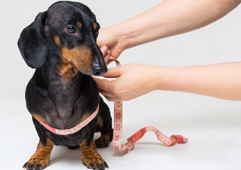 measuring dogs chest