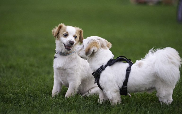 socialization dog training