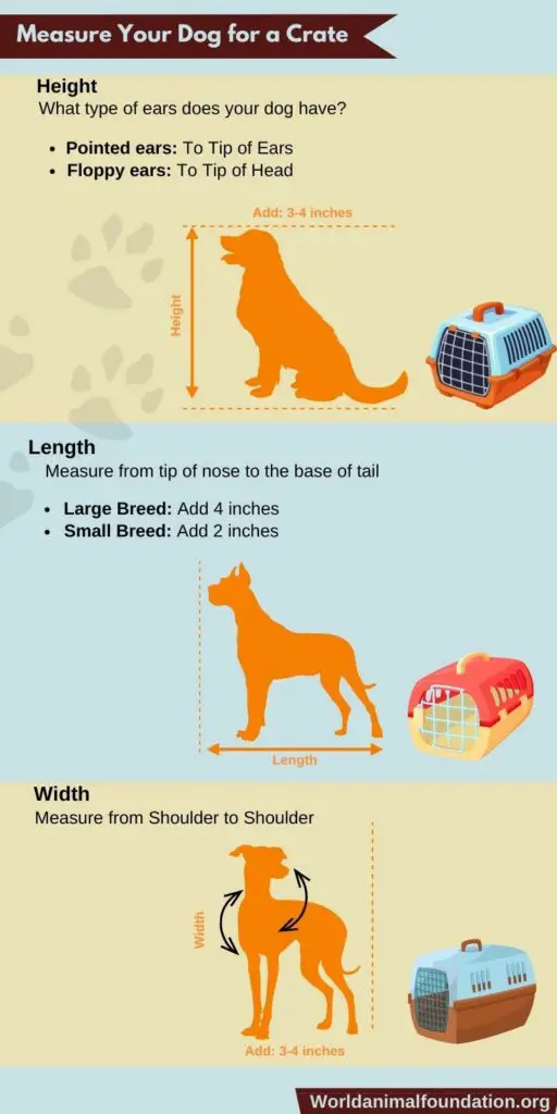 How to Take Dog Measurements for Crate