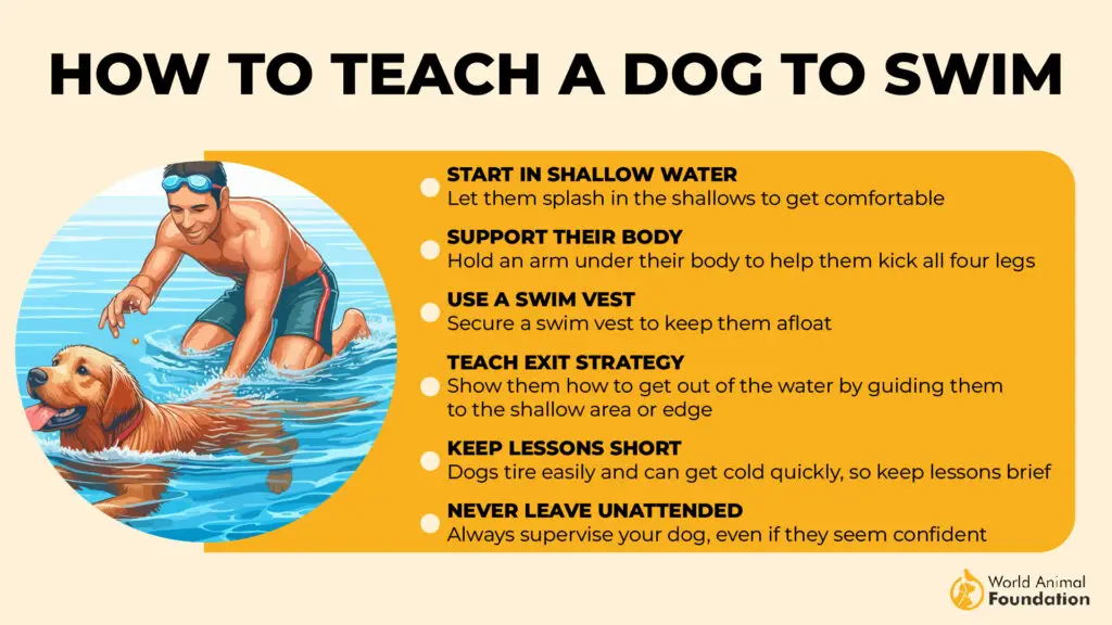 How to Teach a Dog to Swim