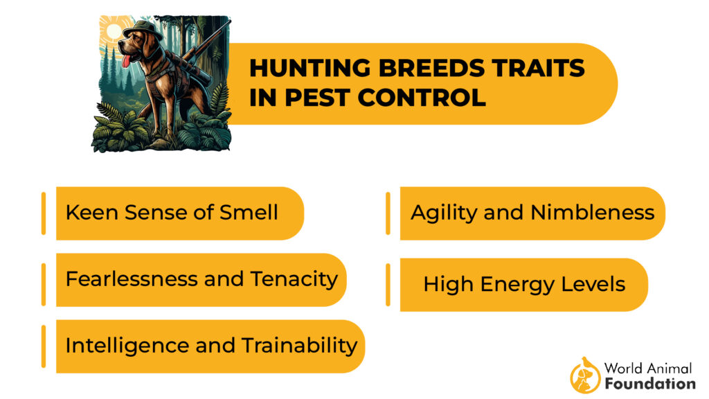 Hunting Breeds Traits in Pest Contro