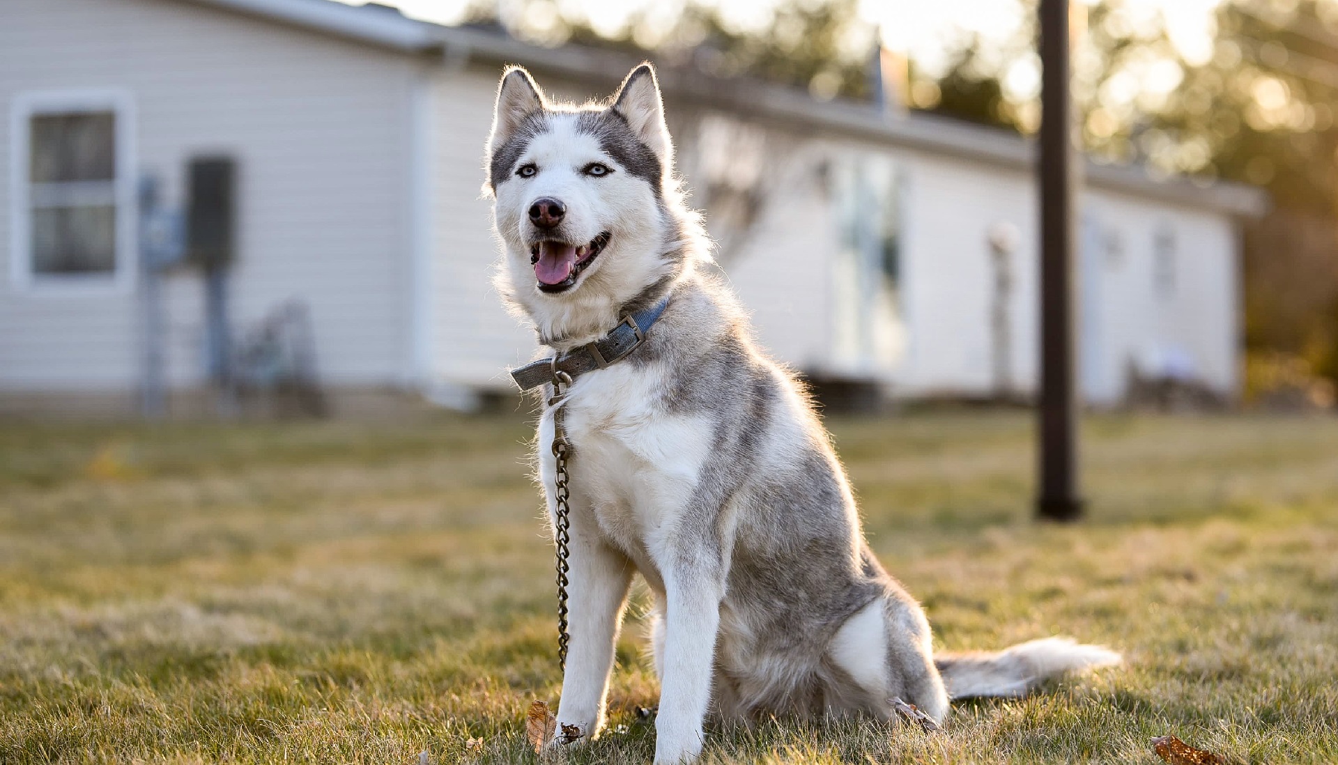 Hyper Guard Dog Breeds