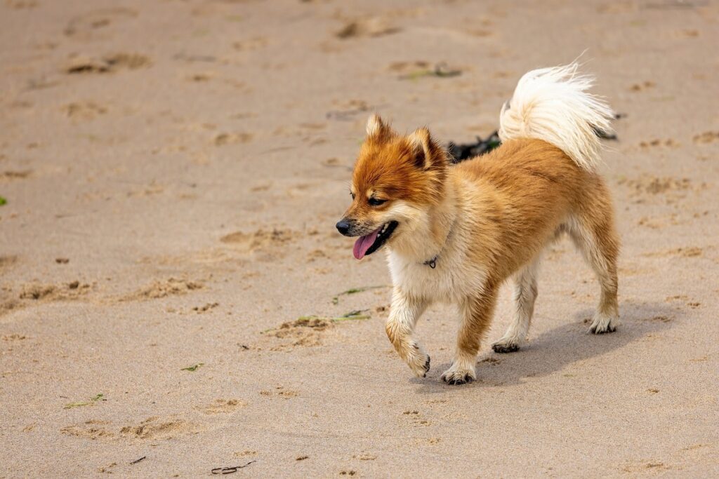 dog breeds that look like foxes
