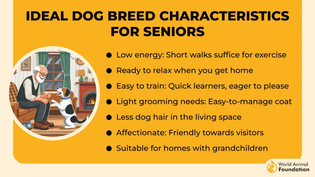 Ideal Dog Breed Characteristics for Seniors