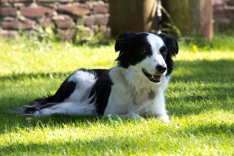 australian shepherd colors