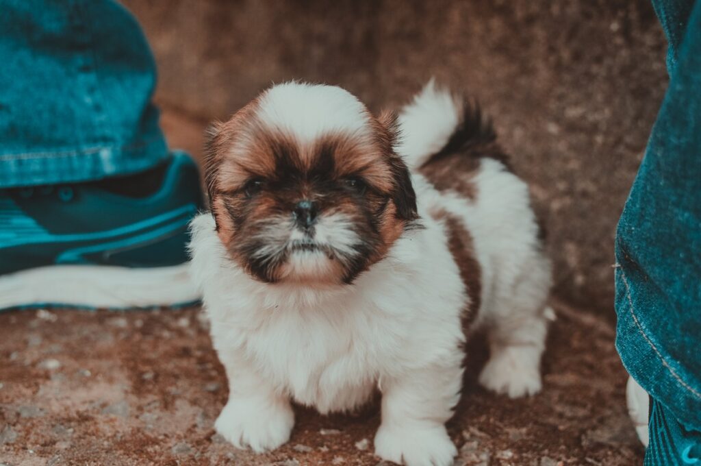 shih tzu breeds
