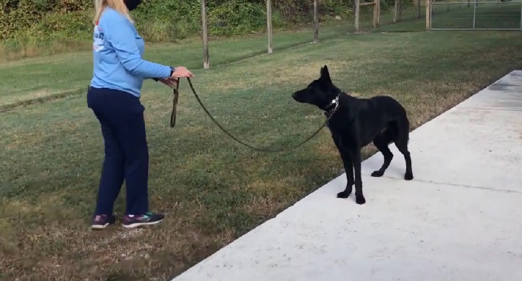 training dogs to stay in yard