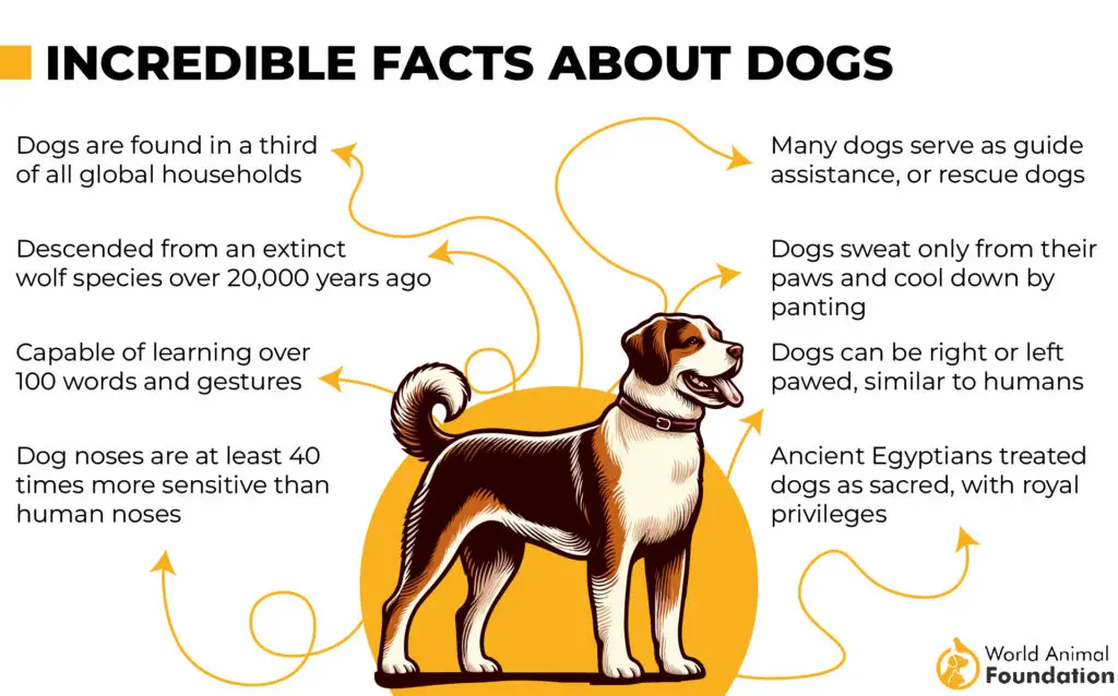 Incredible Facts About Dogs