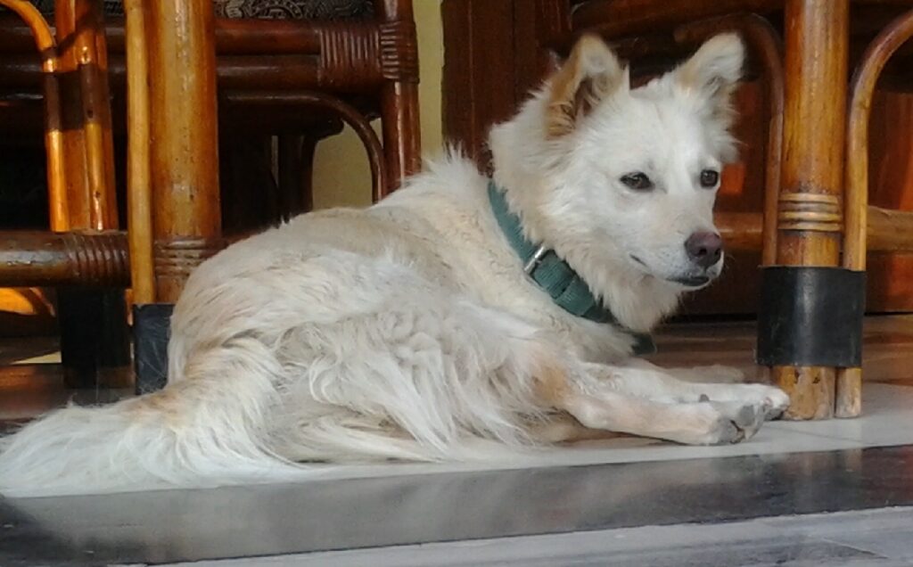 Indian Spitz