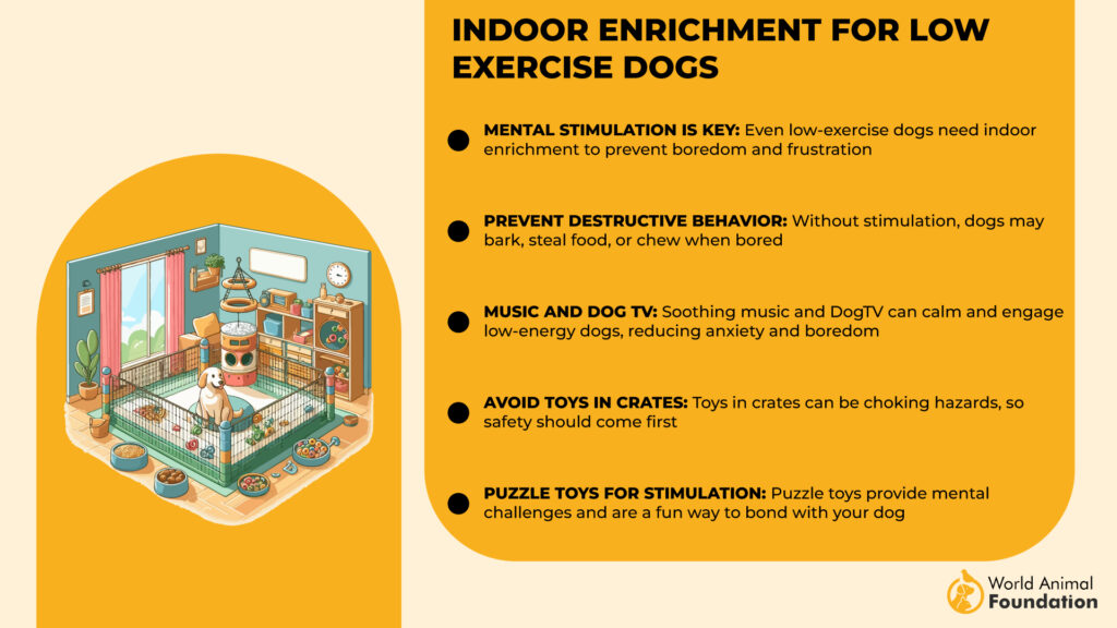 Indoor Enrichment for Low-Exercise Dogs