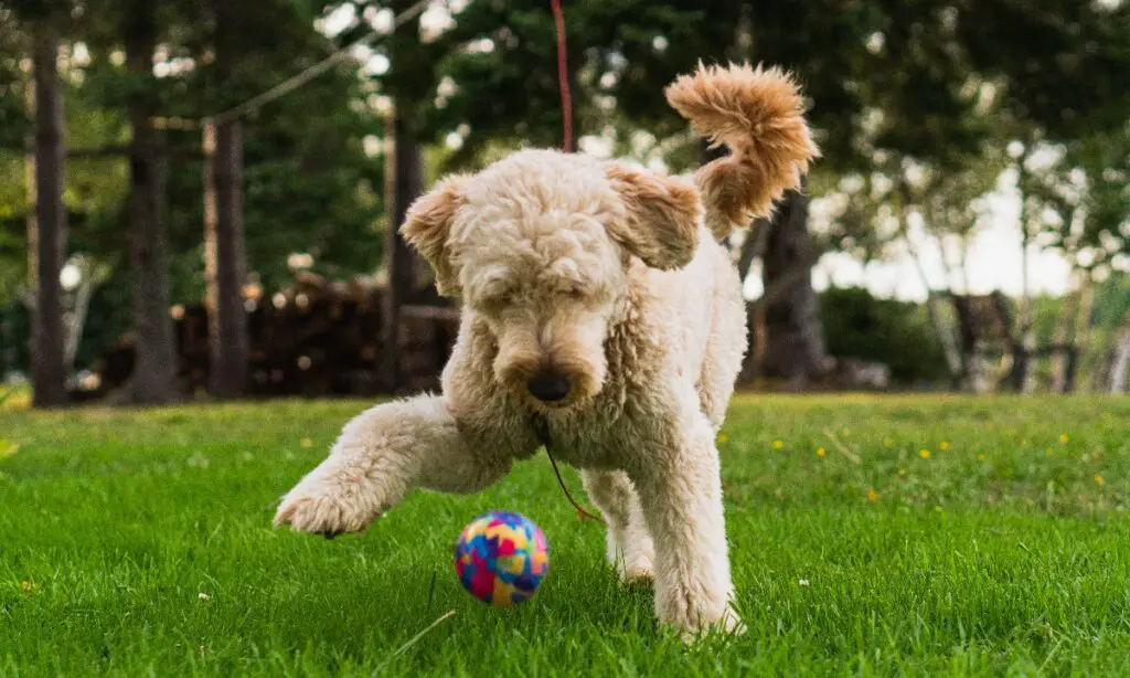 white mini goldendoodle