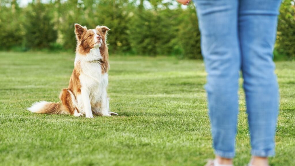 are border collies protective of their owners
