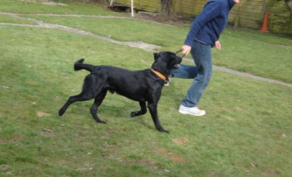 boundary training for dogs
