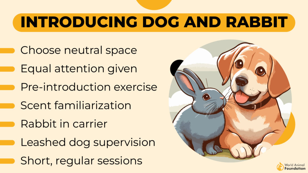 Introducing Dog and Rabbit