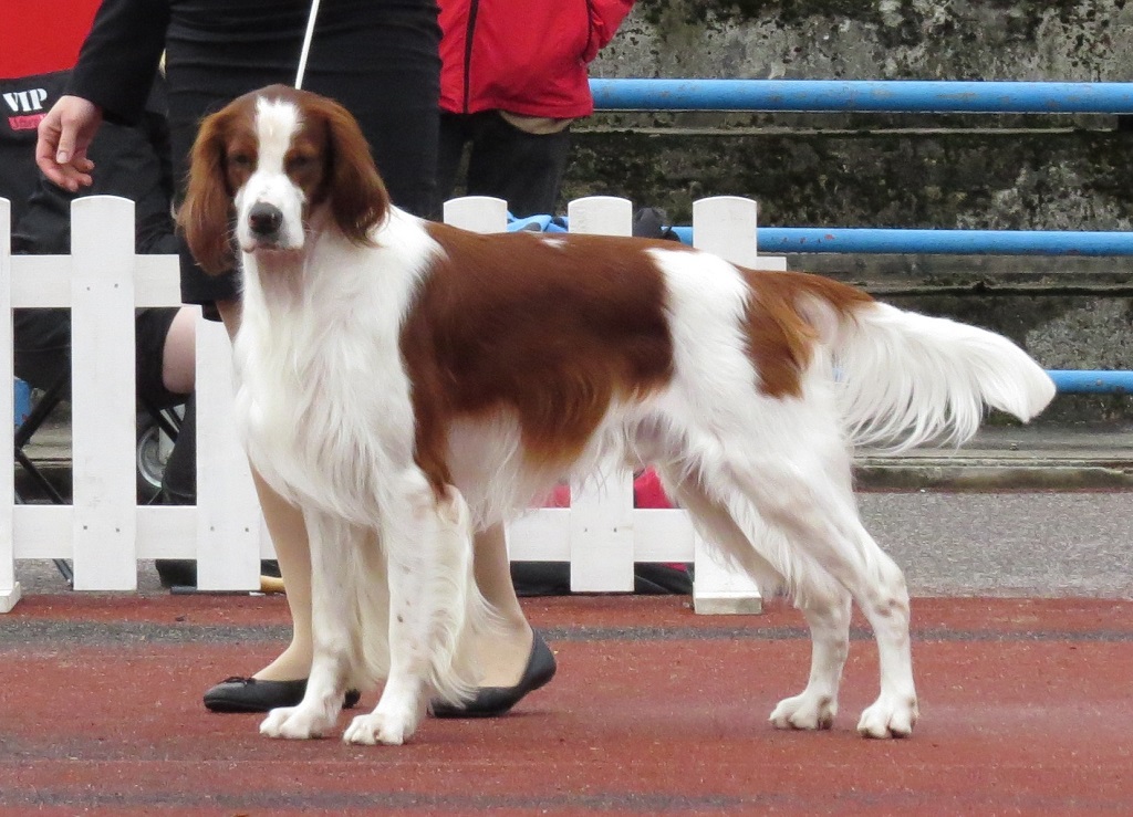 Irish Red and White Setter