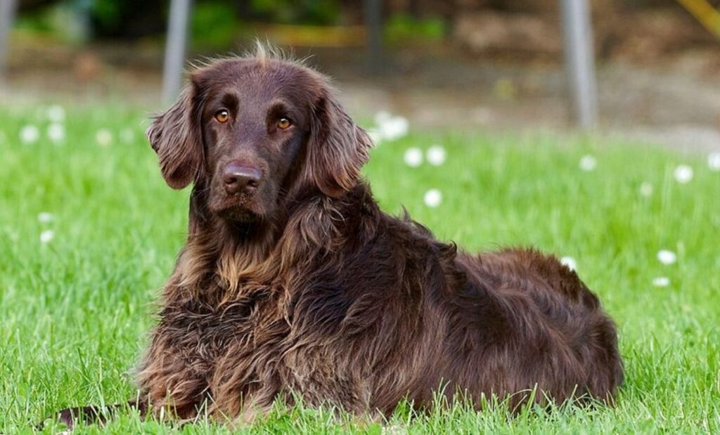 long skinny dogs