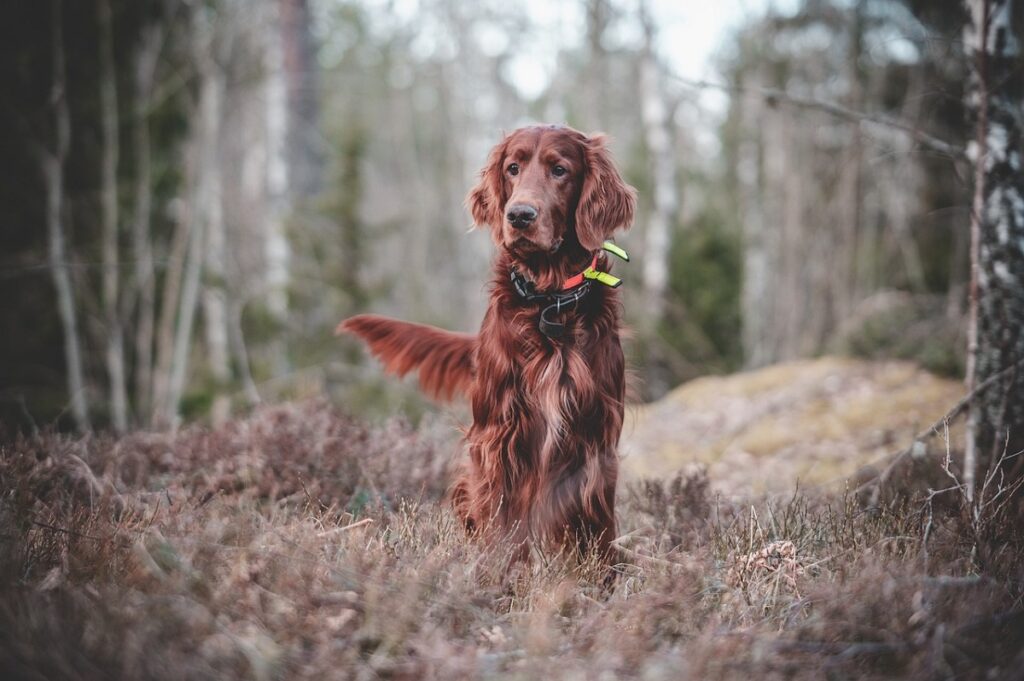 long floppy eared dog
