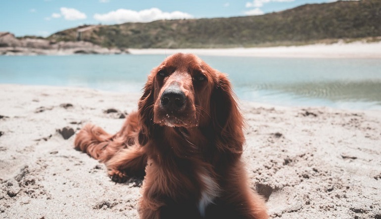 setter irlandés dog