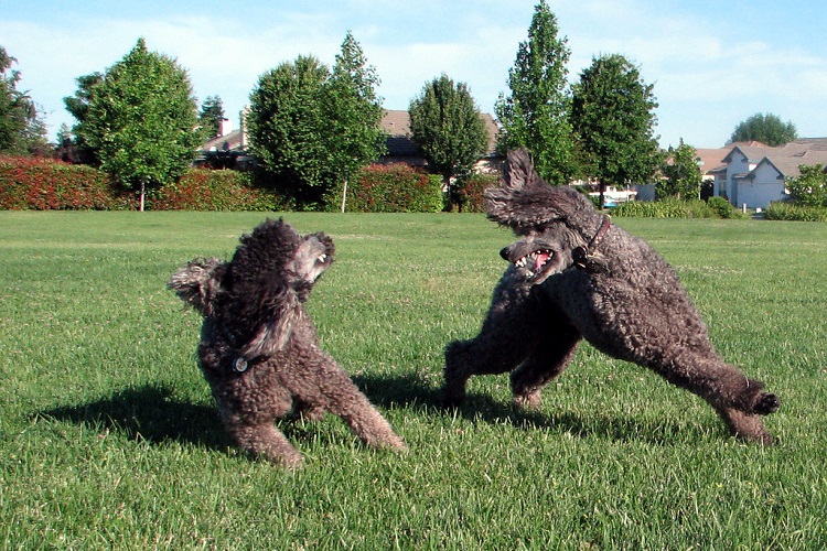 irish spaniel