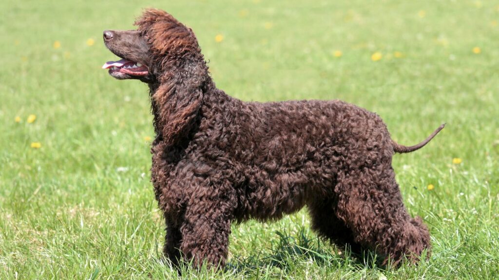 best duck dog breeds
