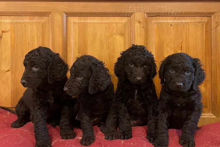 irish water spaniels