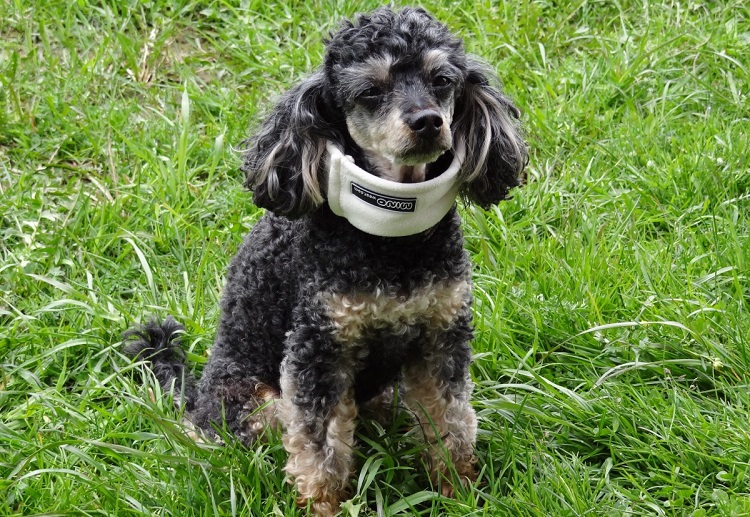 spaniel water dog