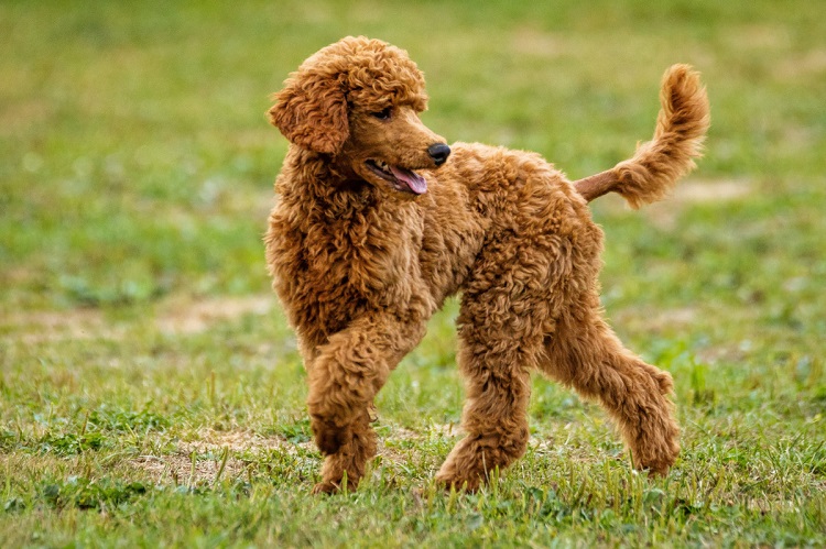 irish water spaniel puppies