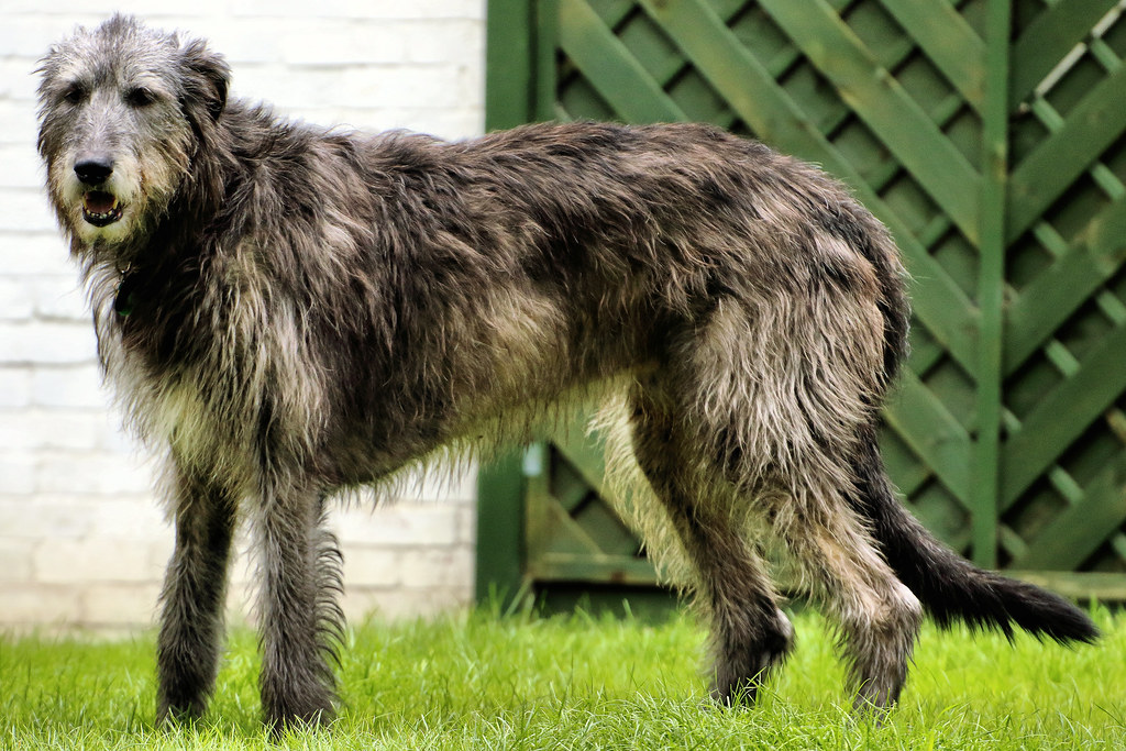 large guard dog breeds