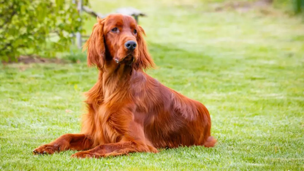 Irish setter 2