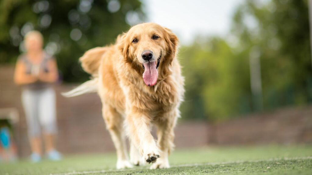 Is A Golden Retriever Right For You