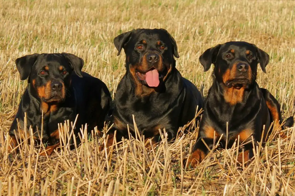 Is Your Rottweiler German or American