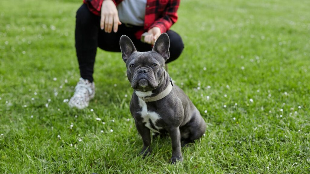 is a french bulldog right for me