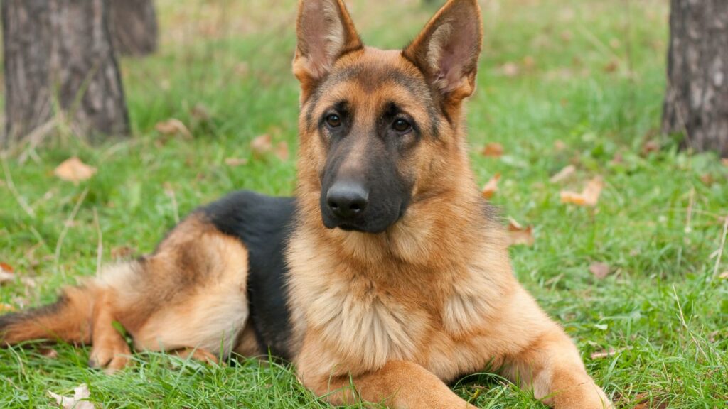 german shepherd physical traits
