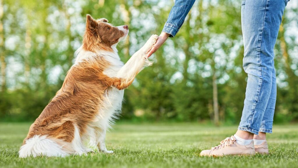 are border collies loyal
