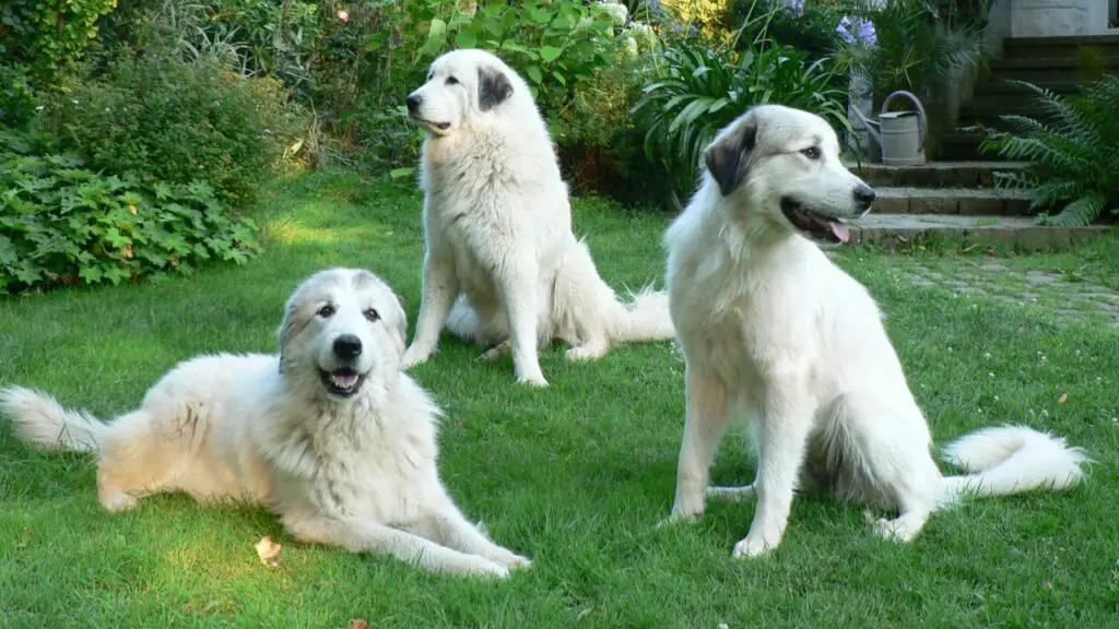 great pyrenees adult
