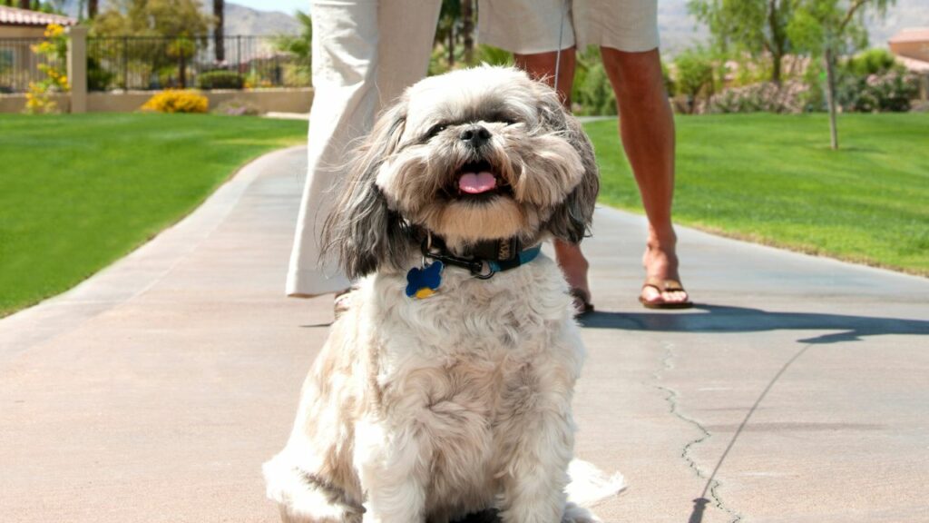 Is the Shih Tzu the Right Dog for you