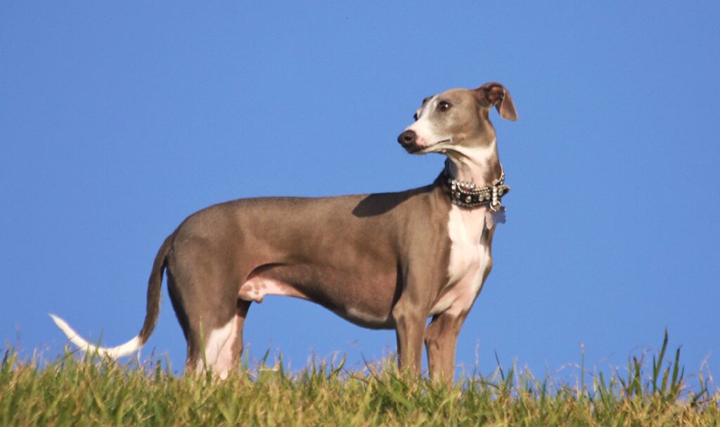 slim dog breeds