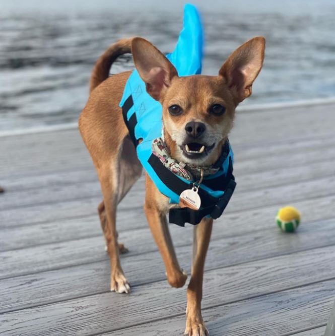 brown chihuahua mix
