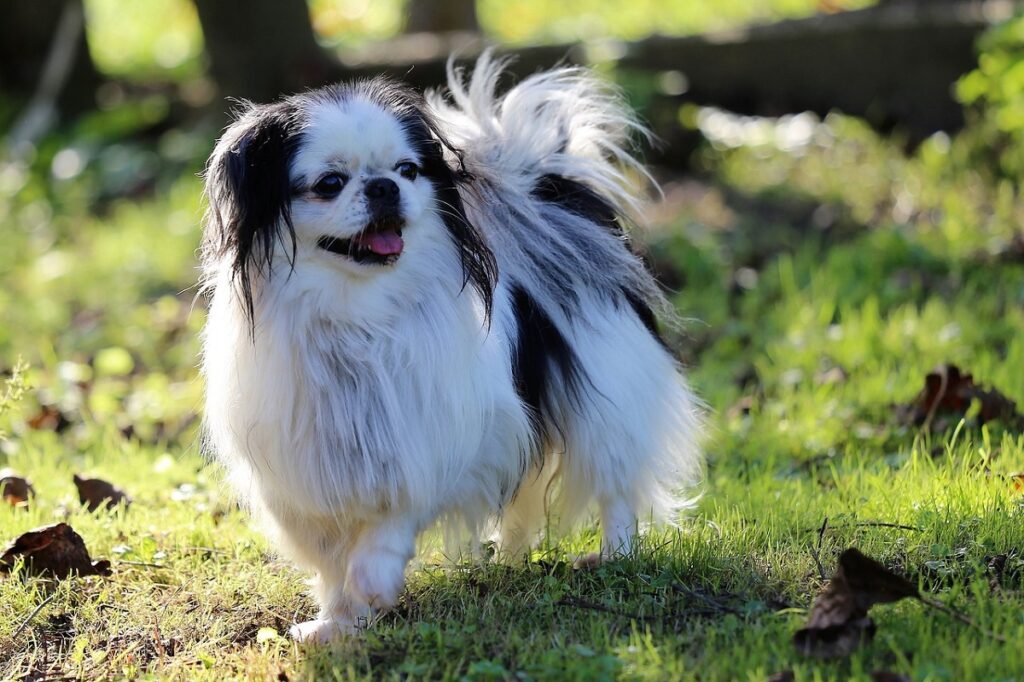 smallest dog breed in the world
