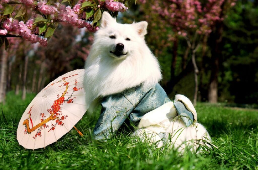 Japanese Spitz