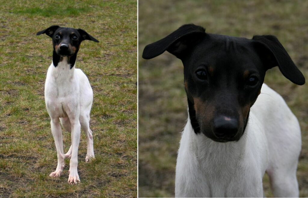 Japanese Terrier
